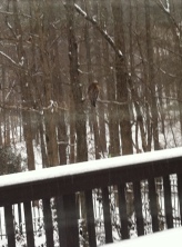 Our resident hawk.